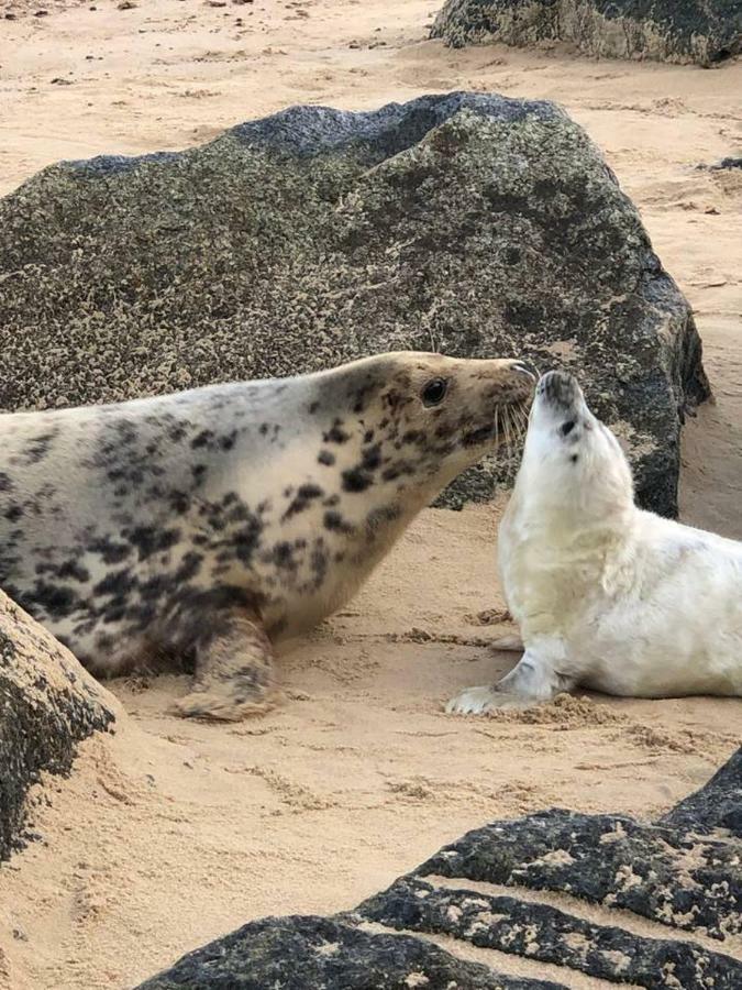 The Pollywiggle, Waxham, Nr Sea Palling Dog Friendly, Private Walk To The Beach ノリッチ エクステリア 写真